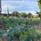 Rewilded Garden Tour