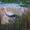 White Stork Safari